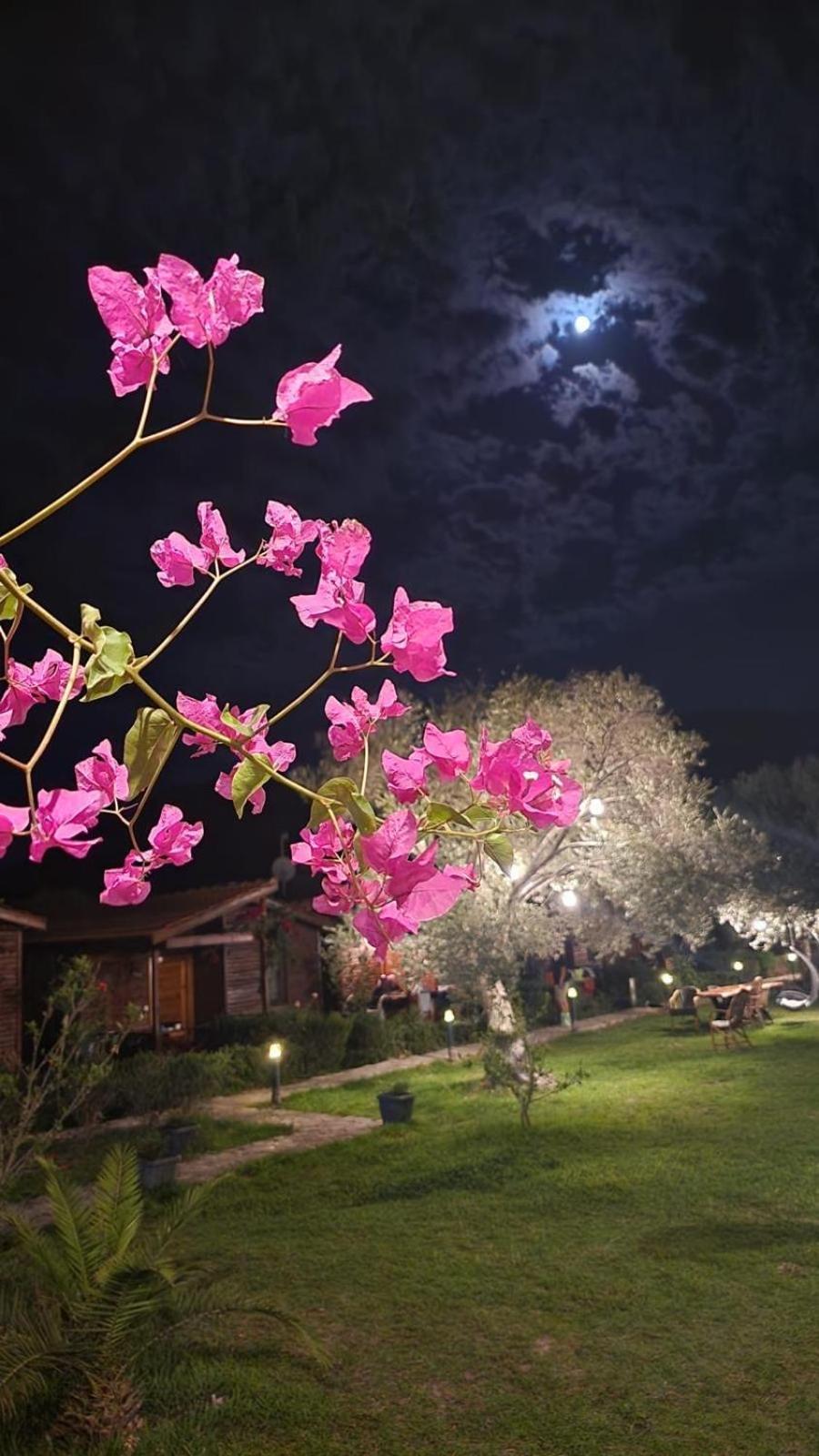 Suzi'Nin Bahcesi Bungalov Evler Datça Extérieur photo